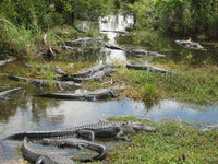 Everglades en un día